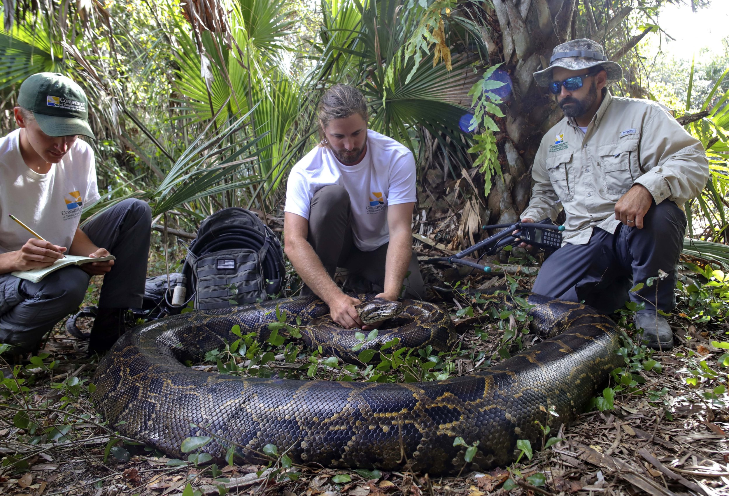 Largest ever python measuring 17ft and weighing 215lbs has been captured