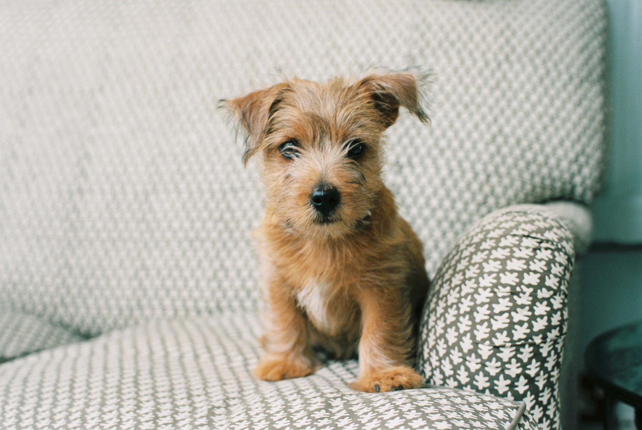 How to get your puppy used to being home alone: Tips from a training expert