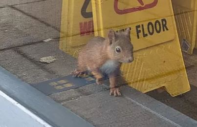 Greggs store closes after red squirrel gets stuck inside for four days