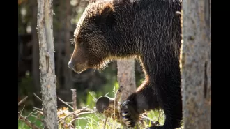 A Biologist Fought to Remove Grizzlies From the Endangered Species List — Until Montana Republicans Changed His Mind