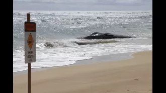 Sperm whale washes up dead in Hawaii with stomach full of plastic waste