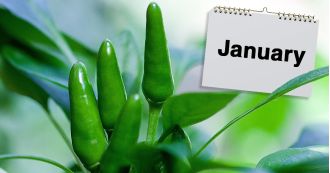 In January, Rekha begins to garden, and records the progress of her plants each week. Beginning in February, she starts to notice pests attacking her plants, and records their appearances and how to treat them. By the end of December, her plants are thriv
