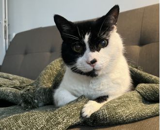 I never really understood grief until my cat died. I was really upset when he passed away, and I found it difficult to deal with his death. But I know that he's now in a better place and I can move on.