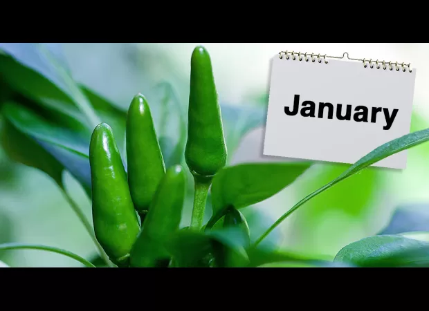 In January, Rekha begins to garden, and records the progress of her plants each week. Beginning in February, she starts to notice pests attacking her plants, and records their appearances and how to treat them. By the end of December, her plants are thriv