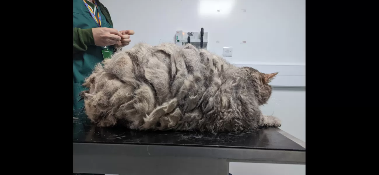 Hefty cat Big Bertha is the biggest RSPCA volunteer-led animal rescue organisation has seen in over two decades. The 13.5 kg (29 lb) feline was found by a member of the public on a rural road in Devon, England on 4th January 2019, and despite being covere