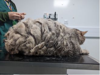 Hefty cat Big Bertha is the biggest RSPCA volunteer-led animal rescue organisation has seen in over two decades. The 13.5 kg (29 lb) feline was found by a member of the public on a rural road in Devon, England on 4th January 2019, and despite being covere