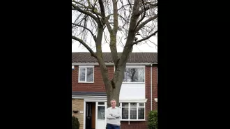 Granddad says that a tall tree outside of his home gives him an hour of sun each day.