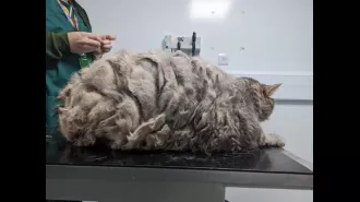 Hefty cat Big Bertha is the biggest RSPCA volunteer-led animal rescue organisation has seen in over two decades. The 13.5 kg (29 lb) feline was found by a member of the public on a rural road in Devon, England on 4th January 2019, and despite being covere