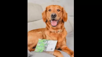 A Newcastle United supporter joked about putting their pet dog up for sale after it chewed up their tickets for the FA Cup Final at Wembley Stadium.