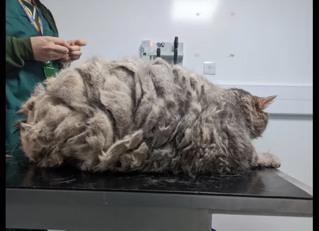 Hefty cat Big Bertha is the biggest RSPCA volunteer-led animal rescue organisation has seen in over two decades. The 13.5 kg (29 lb) feline was found by a member of the public on a rural road in Devon, England on 4th January 2019, and despite being covere
