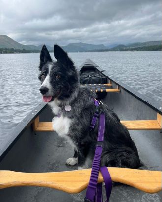 A Border Collie diagnosed with an incurable cancer is making the most of her time and living life to the fullest, thanks to a bucket list created for her.