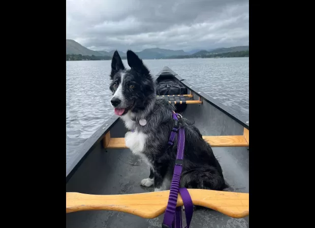 A Border Collie diagnosed with an incurable cancer is making the most of her time and living life to the fullest, thanks to a bucket list created for her.