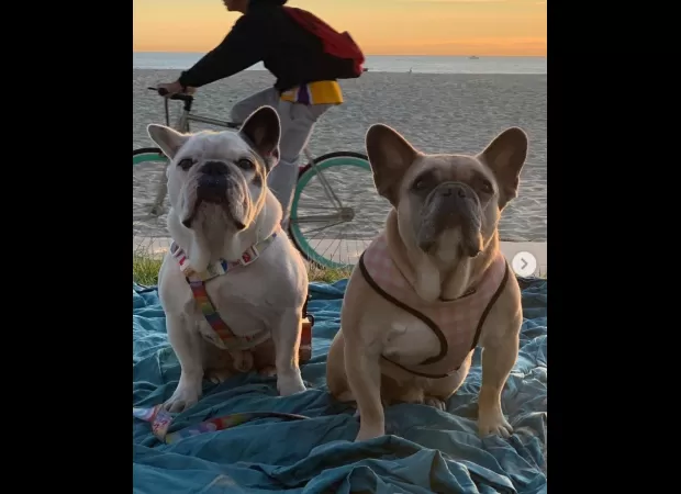 A woman is taking legal action against Lady Gaga after she was charged in connection with the theft of the singer's dogs, claiming she never received the promised reward for their return.