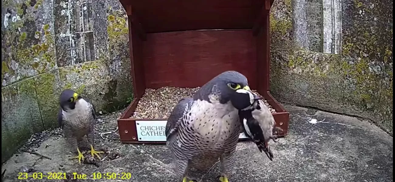 The falcons of London have been struggling for food since the pigeons have gone away due to the lockdown measures. As a result, they have been forced to switch to eating parakeets.