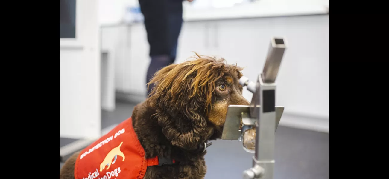 A rescue spaniel known for being mischievous is in contention for a hero award after becoming a medical detection dog.