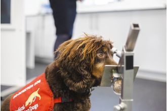 A rescue spaniel known for being mischievous is in contention for a hero award after becoming a medical detection dog.