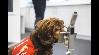 A rescue spaniel known for being mischievous is in contention for a hero award after becoming a medical detection dog.