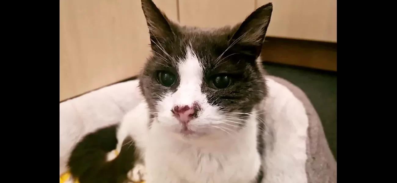 A senior cat in the UK is in need of a comfortable place to spend their retirement.