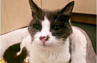 A senior cat in the UK is in need of a comfortable place to spend their retirement.