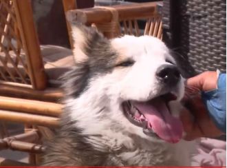 A husky was rescued from the rubble of a building three weeks after the earthquake in Turkey.