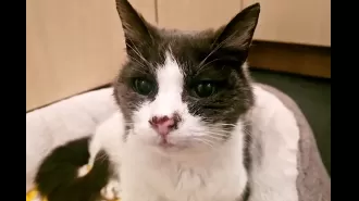 A senior cat in the UK is in need of a comfortable place to spend their retirement.