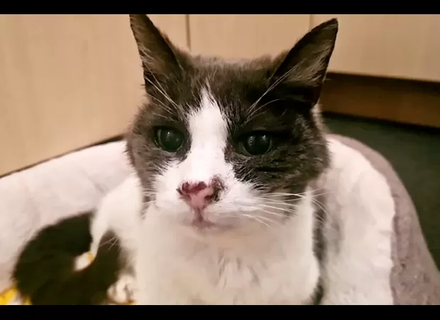 A senior cat in the UK is in need of a comfortable place to spend their retirement.