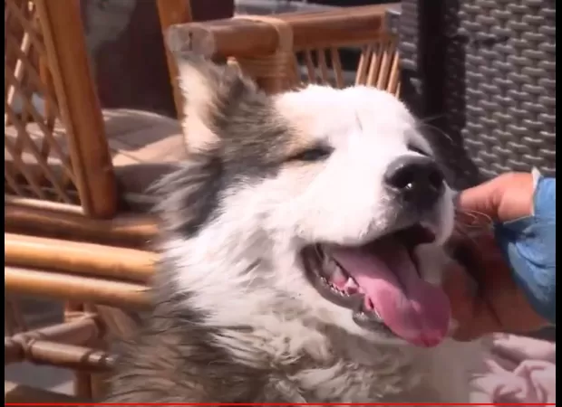 A husky was rescued from the rubble of a building three weeks after the earthquake in Turkey.