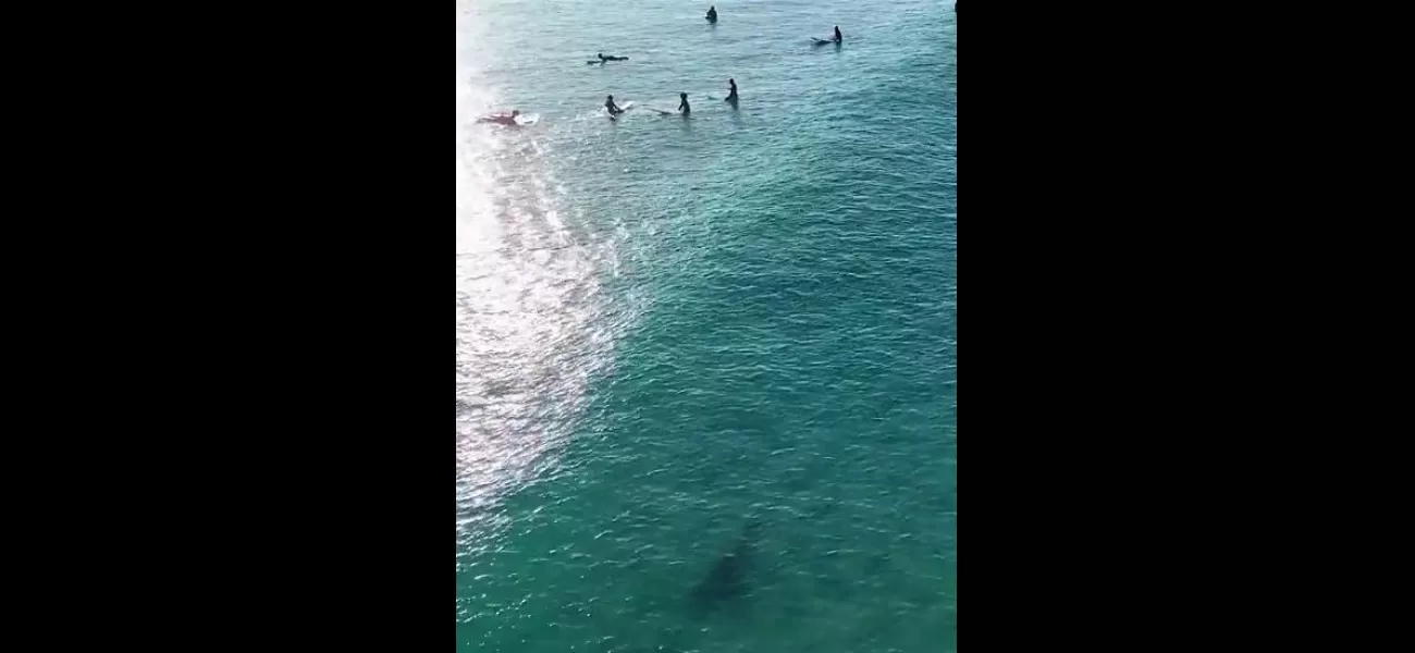 Surfers were unaware of the bull shark swimming close by as it was captured on drone footage.