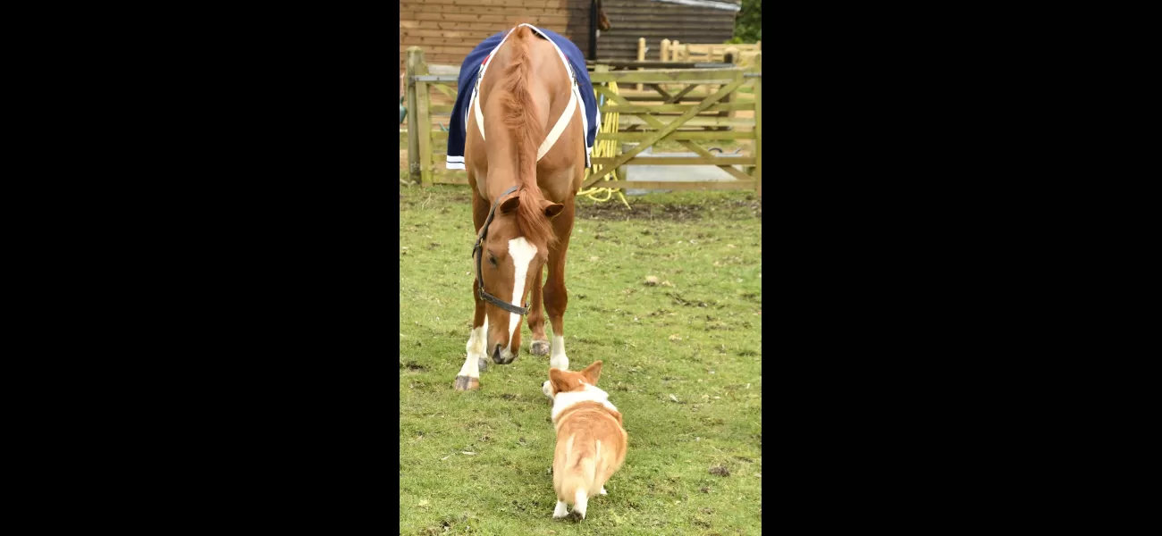A horse was named in honour of the late Queen Elizabeth, and it became friends with one of her corgis.