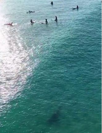 Surfers were unaware of the bull shark swimming close by as it was captured on drone footage.