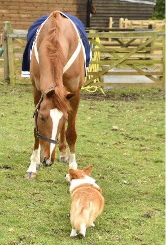 A horse was named in honour of the late Queen Elizabeth, and it became friends with one of her corgis.