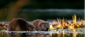 The reintroduction of beavers to Glen Affric is being considered.