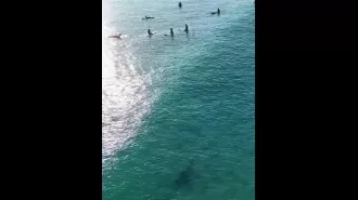 Surfers were unaware of the bull shark swimming close by as it was captured on drone footage.