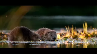 The reintroduction of beavers to Glen Affric is being considered.