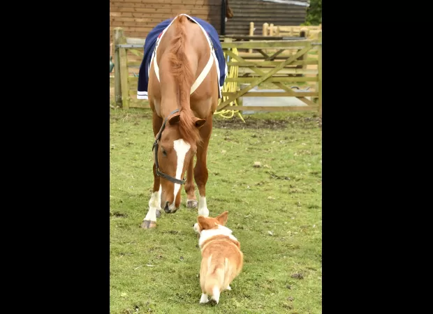 A horse was named in honour of the late Queen Elizabeth, and it became friends with one of her corgis.