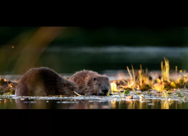 The reintroduction of beavers to Glen Affric is being considered.