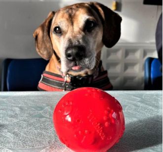 A beagle that has been in a kennel for 500 days is looking for a permanent home and has been nicknamed 
