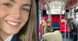 A bus driver rescued a sheep that was seen 