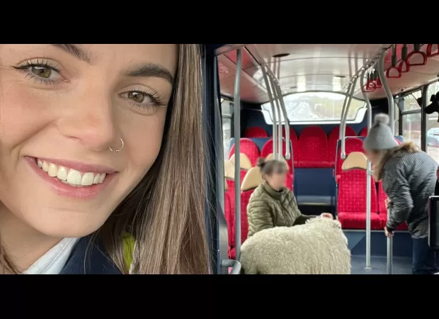 A bus driver rescued a sheep that was seen 