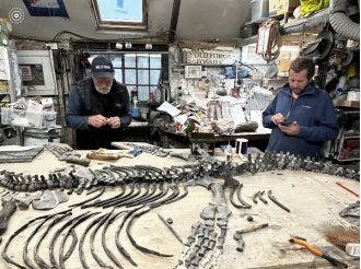 A fossilized dinosaur that is 200 million years old has been discovered and put on display at a museum, by a rescue dog.