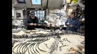 A fossilized dinosaur that is 200 million years old has been discovered and put on display at a museum, by a rescue dog.