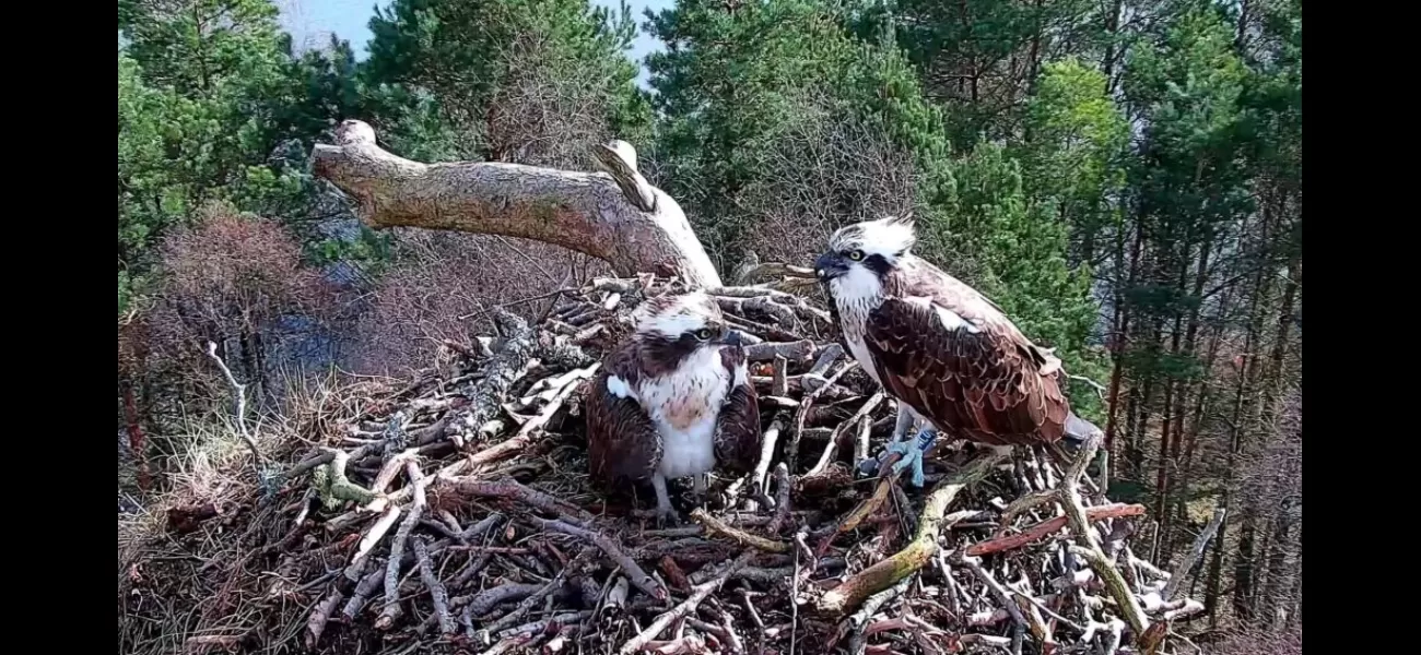 The ospreys at Loch of the Lowes have come back on the same day each year.