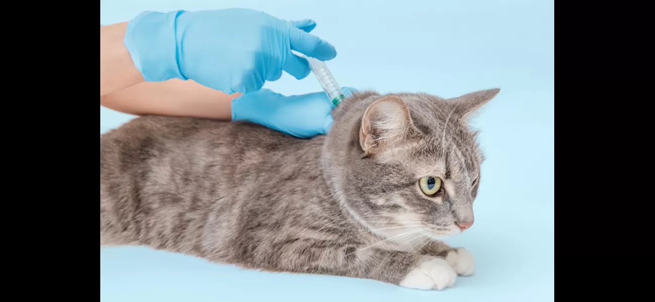 Pet owners will now have to have their cats microchipped according to the law. Get informed on what this entails.