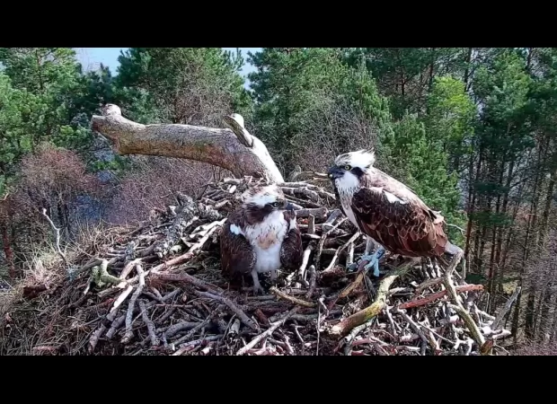 The ospreys at Loch of the Lowes have come back on the same day each year.