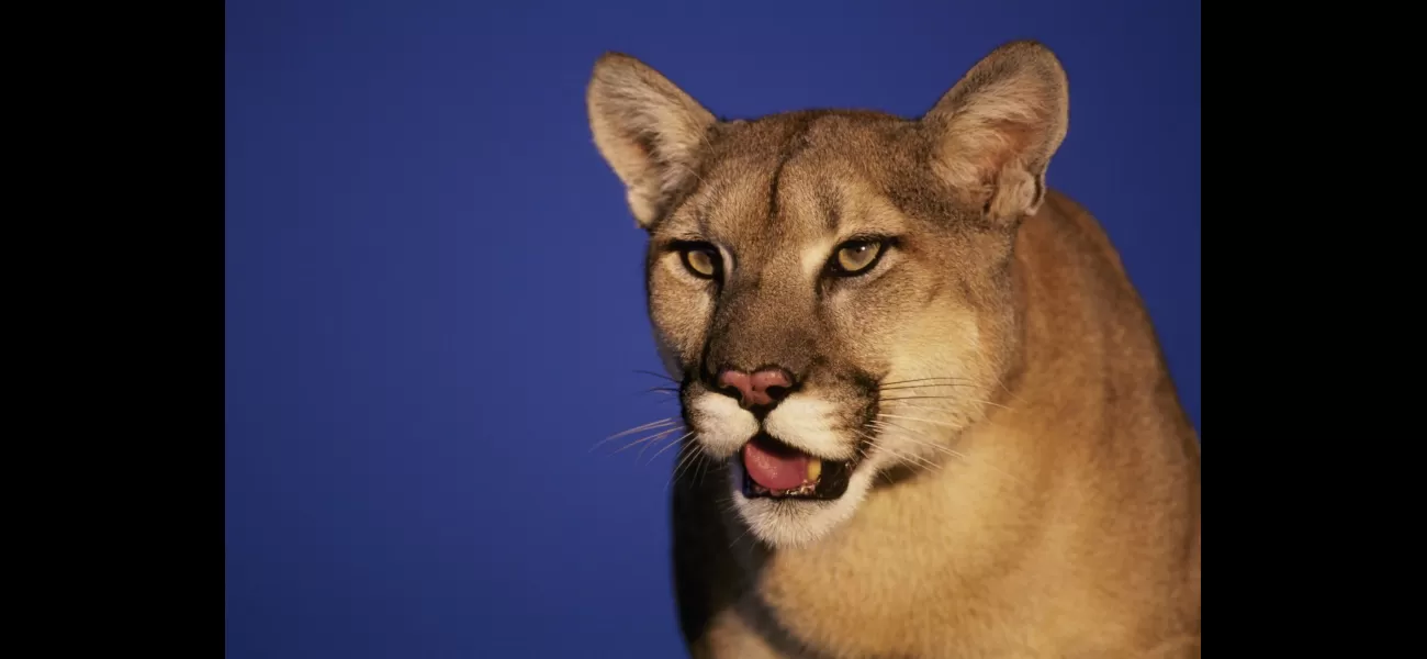 Couple attacked by mountain lion while relaxing in hot tub during vacation.