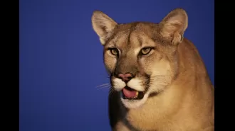 Couple attacked by mountain lion while relaxing in hot tub during vacation.