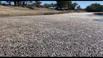 Fish were killed and removed from a river, making the water safe to drink again.