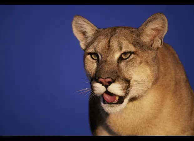 Couple attacked by mountain lion while relaxing in hot tub during vacation.