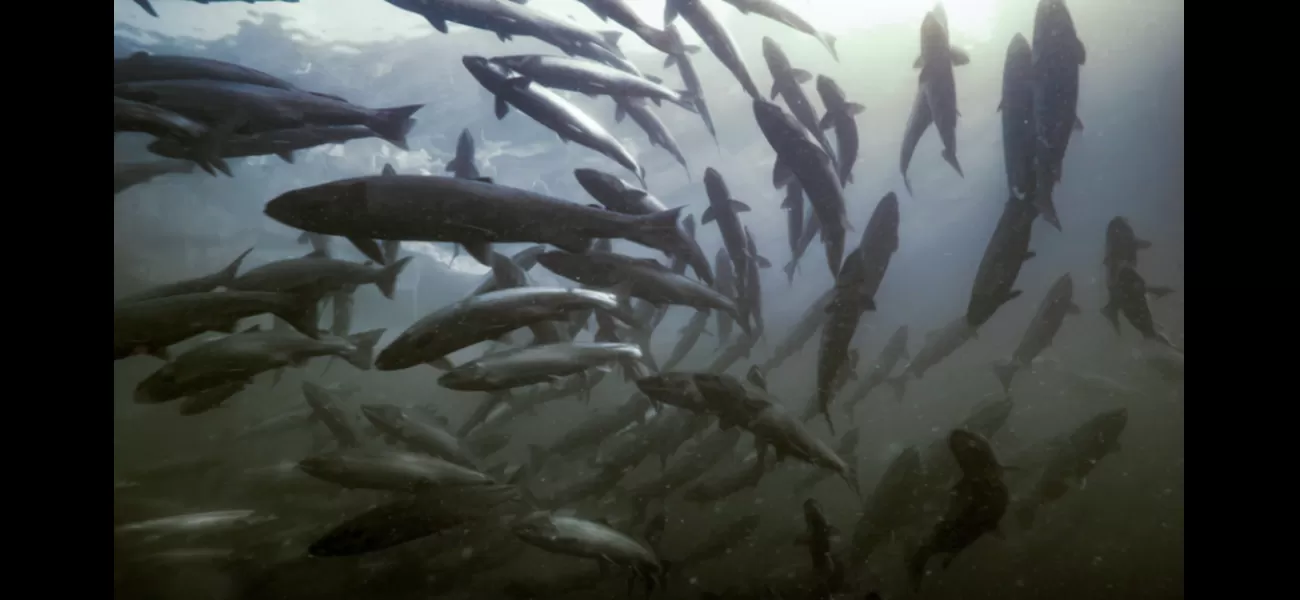 Attenborough's new series highlights the importance of salmon and the need to protect them.