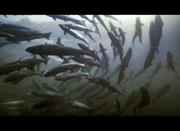 Attenborough's new series highlights the importance of salmon and the need to protect them.